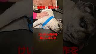 パグけいれん発作を起こしました伴 #認知症犬  #pug