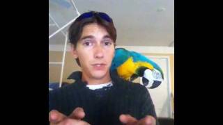 Q&A | Macaws | how to pet a macaw (For Beigenners)