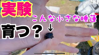 【睡蓮農園】小さな睡蓮は開花するのか？開花サイズを調べる！スイレン実験！　睡蓮ガーデニング　メダカ睡蓮ビオトープ