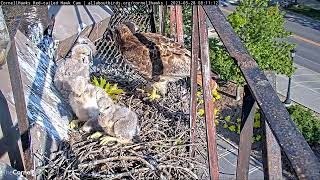 Cornell Red-tailed Hawks 28.05.2023 08:00