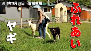 ヤギとふれあえる吉懸牧場　2019年9月23日　Goat Farm