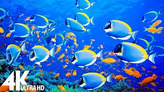 3 HOURS Stunning 4K Underwater footage 🐠 Music Nature Relaxation - Rare & Colorful Sea Life Video
