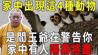 高僧說：家中一旦出現這4種動物，是閻王爺在警告你，家中有人陽壽將盡！千萬要警惕！【曉書說】