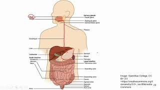 TEAS Science Review: Digestive sytem Part 1 [Higher volume]