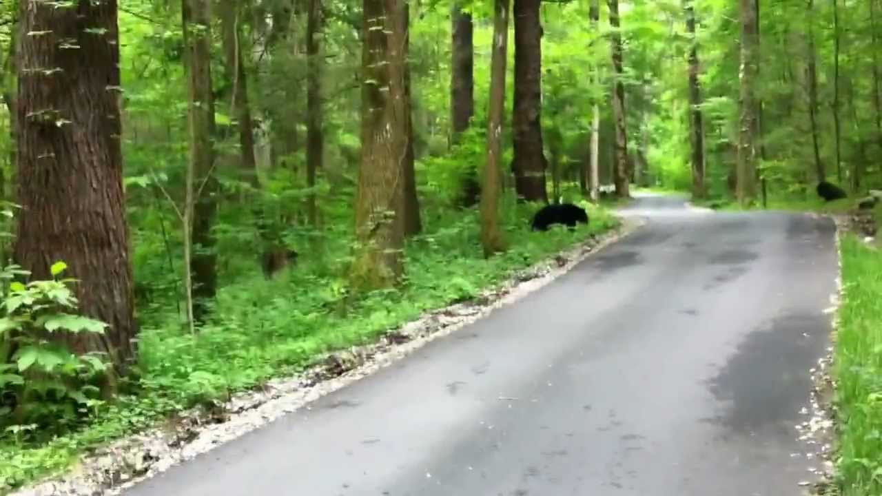 Bears On Roaring Fork Motor Trail - YouTube