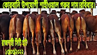 কোরবানি উপযোগী লটে শাহীওয়াল গরুর দাম। ১৩/০৩/২০২২ রবিবার। রাজশাহী সিটি হাট। City hat.