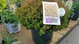 Thuja occidentalis Fire Chief™ (Globe Arborvitae)