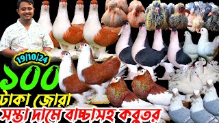 ডিম বাচ্চা সহ ১০০ টাকা জোরা কবুতর কিনুন || কম দামে ফেন্সি কবুতর কিনুন || খামারের কবুতর বিক্রি হবে