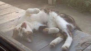 朝のまったりとしたミケちゃん【Chillin was tortoiseshell cat】