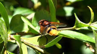 Hornet mimic hoverfly Volucella zonaria - London UK