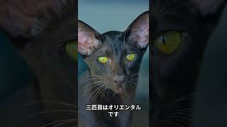 運動神経の良い猫　3選