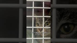 保護猫ハナちゃん日記第七話！#shorts #ネコ#猫#かわいい#おすすめ