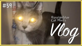 러시안블루 고양이 민트 VLOG #59  Russian Blue cat Mint VLOG