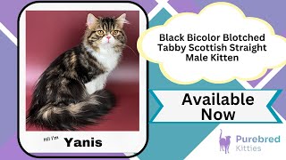 Yanis Black Bicolor Blotched Tabby Scottish Straight Male Kitten Available Now | Purebred Kitties