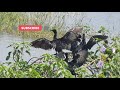 black cormorant drying wings after dive for fish bird watching