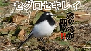 まるおの母　まるこの宿根草と低木の庭　2021 01 18 冷え込(んで霜が降りた庭は、晴天なり。ヤマガラとメジロ　阿武隈川のハクチョウ、カワアイサ、マガモ、ホシハジロ。畑でセグロセキレイに遭遇‼️