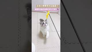 ニマニマ笑ってるように見える癒し子猫🐈【ラグドール】