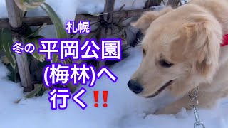 ゴールデンレトリバーとお散歩。札幌平岡公園(梅林）へ行く～part 1~