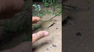 Boing catch frogs funny |froggy catch funny weep wep funny froggy #shorts 2