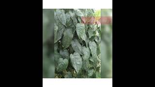 10 varieties of monstera plant | Monstera plant |