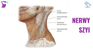 Nerwy Szyi