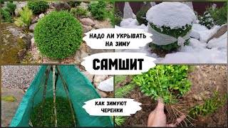 Надо ли укрывать на зиму самшит.