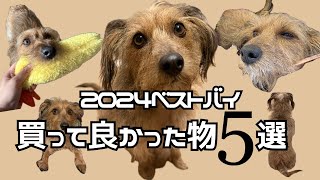 愛犬のために買って損しないグッズ５選｜2024年ベストバイ・本当に買って良かった・おもちゃ・日用品