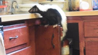 Help...there's a skunk in my kitchen!