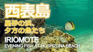 西表島：星砂の浜、夕方の魚たち　／　Iriomote: Evening Fish at Hoshizuna Beach