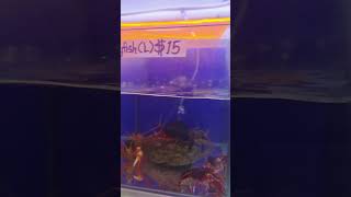 買ってはいけない！海外で注意！アメリカザリガニ！お土産NG！特定外来生物！Illegal！ Don't bring red crawfishs into Japan ≫ 加藤英明【公式】かとチャン