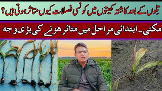 Charcoal Rot: Impact on Major Crops | Cyber Agri Extension | تِلوں کے بعد کاشتہ  فصلات متاثر  |