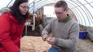 Whip and Tongue Grafting of Fruit Trees