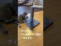 ダイソーの爪とぎポールで遊ぶ子猫と、チラ見する子猫😺