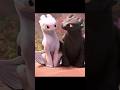 🐉 How to Train Your Dragon: Homecoming | ✨😱 Toothless' Kids Go Missing! 🐾🔥