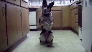Just Jumpy the dog