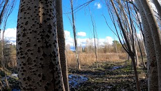 Silently Exploring Beautiful Wetland [4K] — ROAMING LANDSCAPES #8