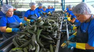 How its Made - Plantain Chips