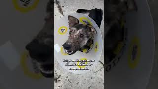 Rescued Dog   Watch the Miraculous Change of a Dog #animalshorts #shortvideo #dog #animalrescue