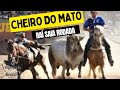 Cheiro do Mato - Raí Saia Rodada (Clipe Vaquejada)