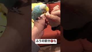 【節分】ふうの豆まき #おしゃべり #セキセイインコ #セキセイインコのいる暮らし #おしゃべりインコ