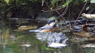 河口湖フィールドセンターのヤマガラの水浴び　その５（4K動画）