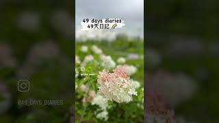 49 Days Diaries 49天日記 [ Korea 韓國］#travel #香港人 #好書分享