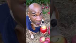 Ai apple dog #meme