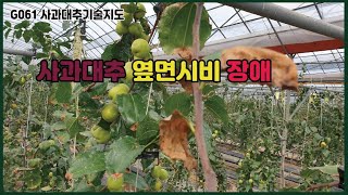 G061사과대추 옆연시비 장해 - 기술지도