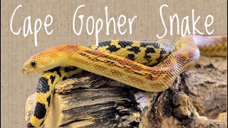 Species Spotlight- Cape Gopher Snake