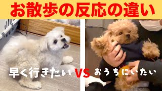 【多頭飼い】お散歩に行く時の反応が違いすぎる犬【マルチーズ×ペキニーズ×トイプードル】