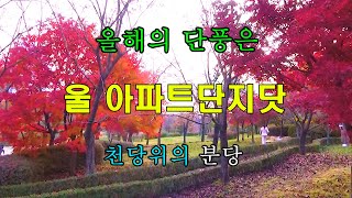 향담영상 - 山타할배#40, 우리동네단풍, 올해의 최고단풍은 우리동네, 분당서울대학병원