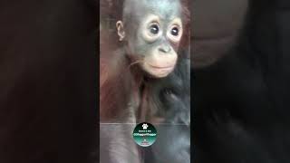 Orangutan Baby Jim by The Window #shorts