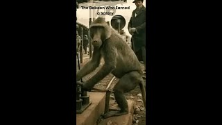 The Baboon Who Earned a Salary