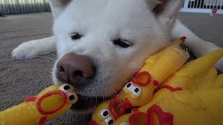 今日の生贄～びっくりチキン～【秋田犬もんたろう #187】Akita inu